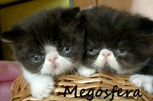 Би-колорные котята персы и экзоты Би-колорные котята персы и экзоты