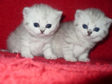 шотландские короткошерстные плюшевые серебряные котята шотландские короткошерстные плюшевые серебряные котята