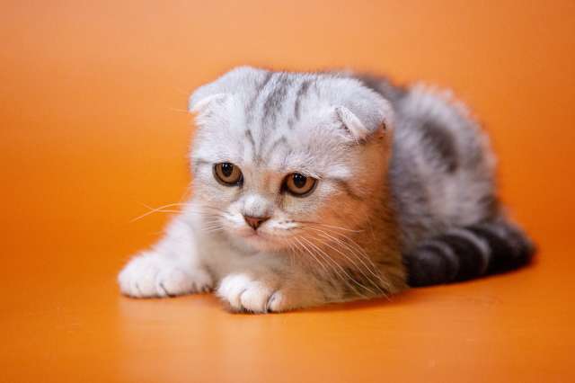 Эти забавные шотландские котята Эти забавные шотландские котята