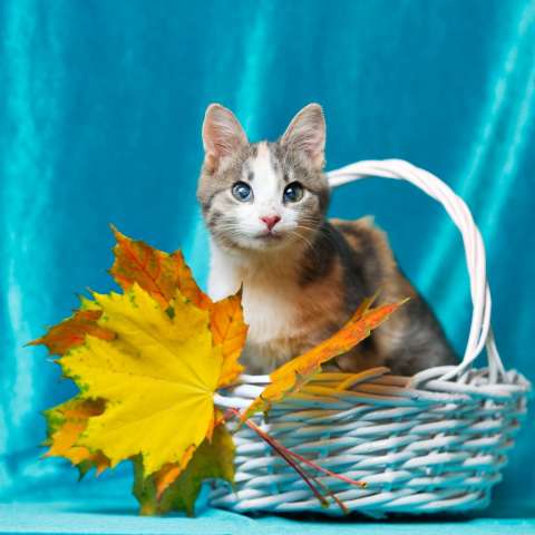 Ищет дом особенный котёнок Молли Ищет дом особенный котёнок Молли