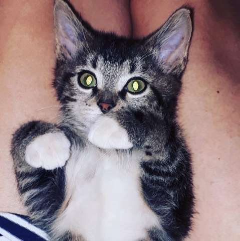 ОТДАМ В ДОБРЫЕ РУКИ КОТЕНКА ОТДАМ В ДОБРЫЕ РУКИ КОТЕНКА