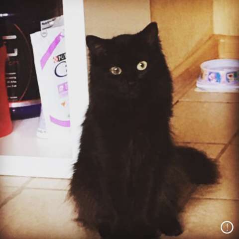 Кошечка в хорошие руки Кошечка в хорошие руки