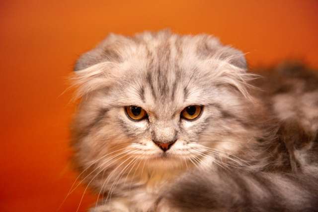 Ласковые и умные шотландские котята Ласковые и умные шотландские котята