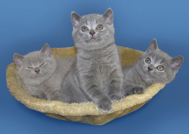 Элитный британский котенок Элитный британский котенок