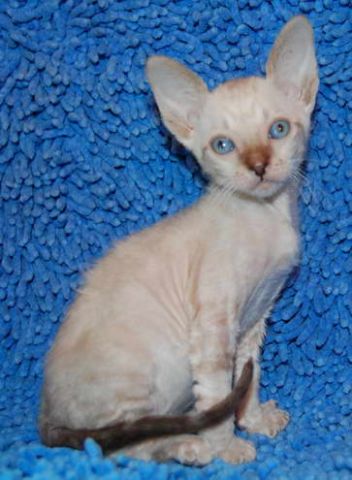 Корниш Рекс Корниш Рекс