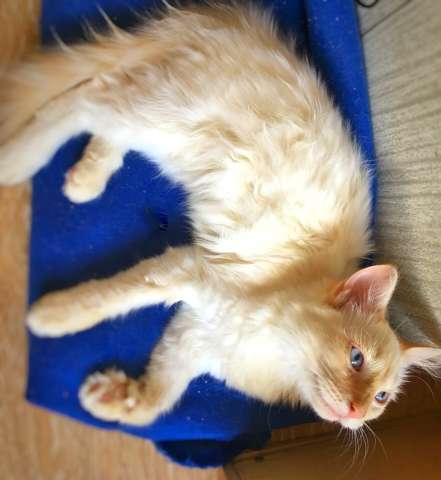 Котята 4 мес., мальчики рыжие Котята 4 мес., мальчики рыжие