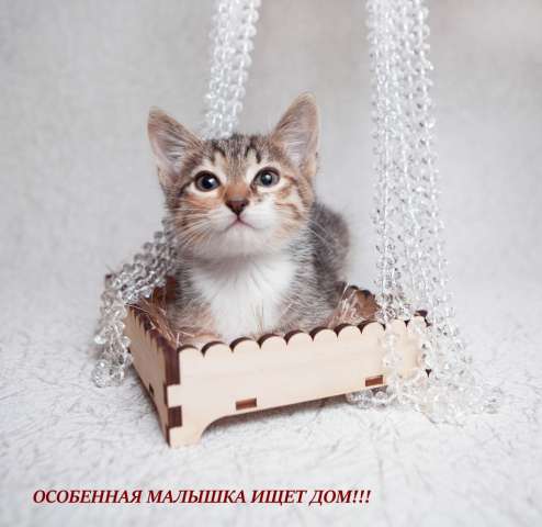 Особенная малышка ищет дом!!! Особенная малышка ищет дом!!!