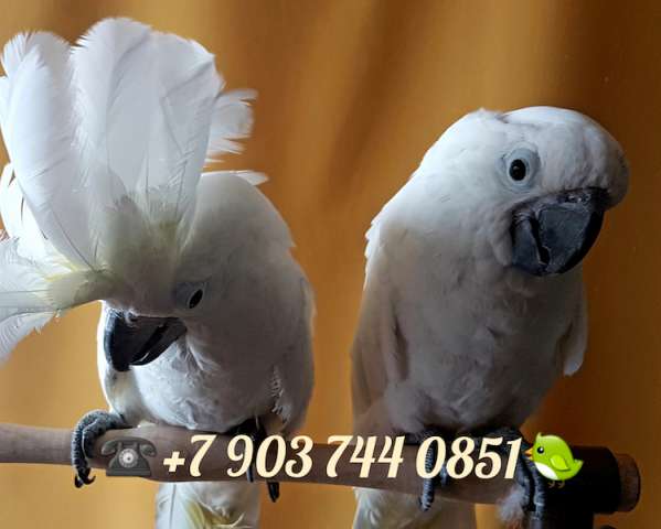 Белохохлый какаду (Cacatua alba)  ручные птенцы из питомника