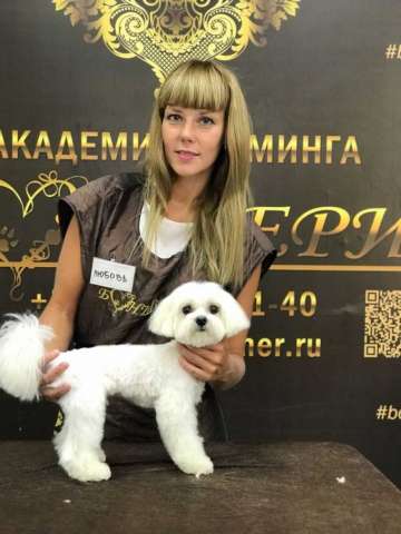 Стрижка собак и кошек Стрижка собак и кошек