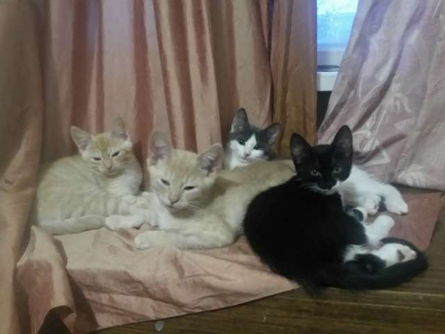 Котята в добрые руки Котята в добрые руки