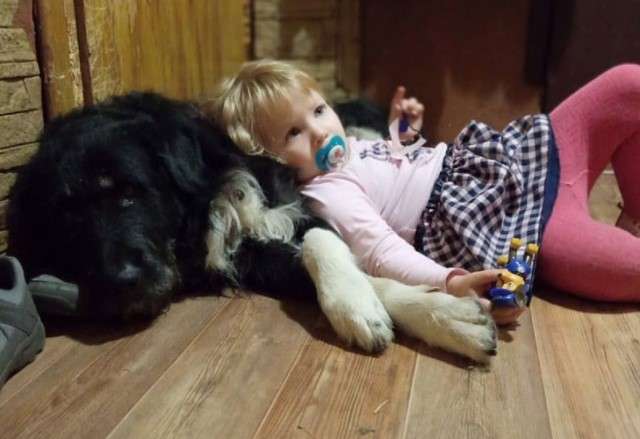 Большой добряк по имени Буран. Пес с непростой судьбой в поисках дома. Большой добряк по имени Буран. Пес с непростой судьбой в поисках дома.