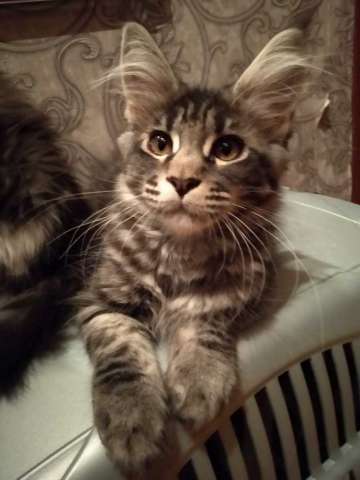 Продажа котят Продажа котят
