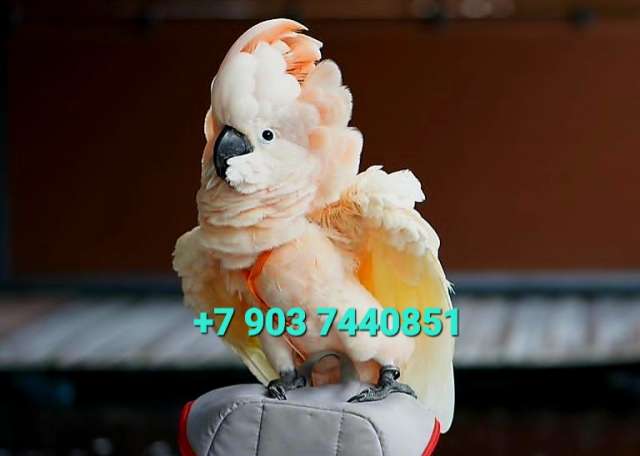 Молуккский какаду (Cacatua moluccensis) - ручные птенцы из питомника. Молуккский какаду (Cacatua moluccensis) - ручные птенцы из питомника.