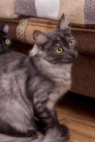 Котёнок Тимоша! Котёнок Тимоша!