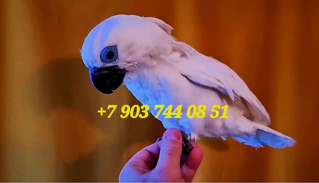 Синеочковый какаду (Cacatua ophthalmica) ручные птенцы из питомника Синеочковый какаду (Cacatua ophthalmica) ручные птенцы из питомника