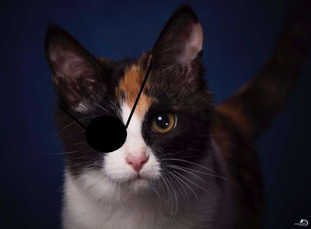 Пиратка Джо в поисках дома! Котенок в дар. Пиратка Джо в поисках дома! Котенок в дар.