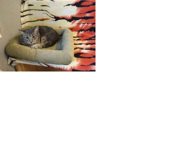 Котенок График Котенок График