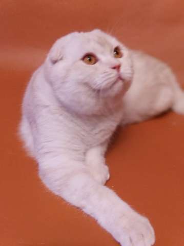 Безупречный шотландский котик Безупречный шотландский котик