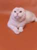 Шикарный шотландский котик в персиковой шубке