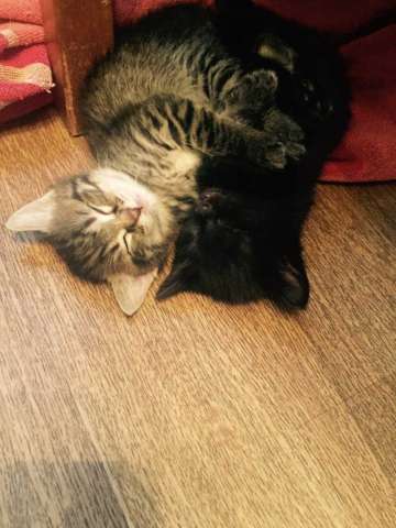 Отдам в хорошие руки чёрного котёнка Отдам в хорошие руки чёрного котёнка