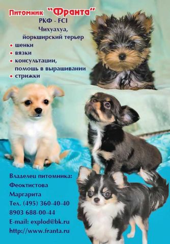 Продаются милые щенки чихуахуа! Продаются милые щенки чихуахуа!