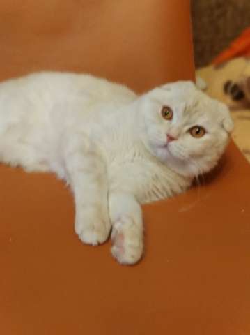 Роскошный шотландский котик Роскошный шотландский котик
