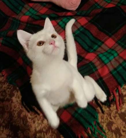 Белоснежный котенок в добрые руки Белоснежный котенок в добрые руки