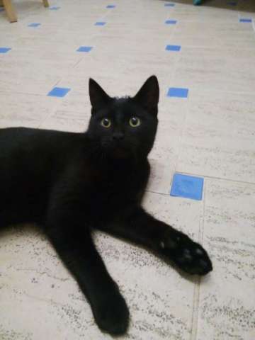 Котята черные и полосатый Котята черные и полосатый