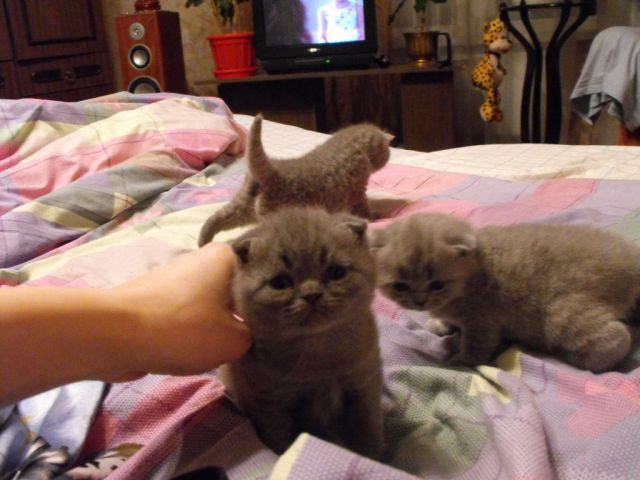 Шотландские вислоухие котята Шотландские вислоухие котята