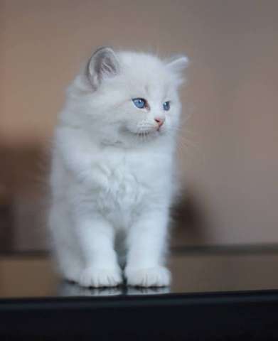 Невские Маскарадные котята Невские Маскарадные котята