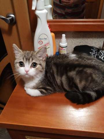 Столичные отличные шотландские котята Столичные отличные шотландские котята