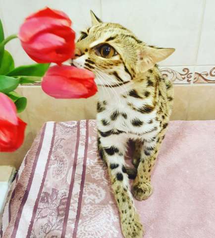 котята алк и котята камышей.89879560680 котята алк и котята камышей.89879560680