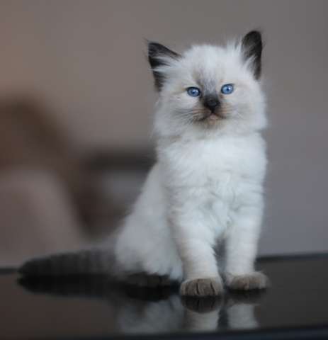 Невские Маскарадные котята Невские Маскарадные котята