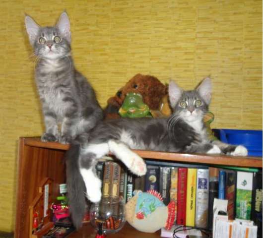 Котята мейн-кун Котята мейн-кун