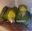 Желтолобый амазон  (Amazona ochrocephala  )- ручные птенцы из питомника