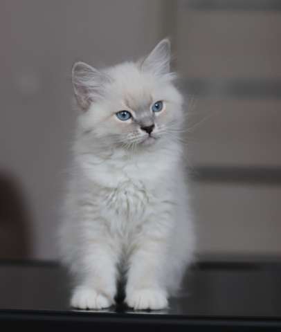 Невские Маскарадные котята из питомника Невские Маскарадные котята из питомника