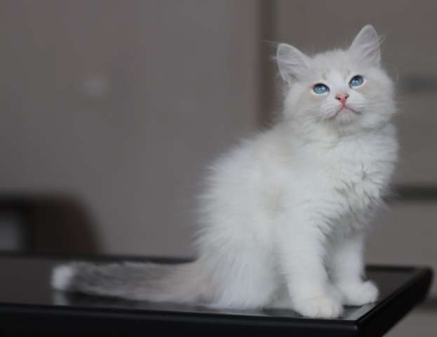Невский Маскарадный котенок Невский Маскарадный котенок