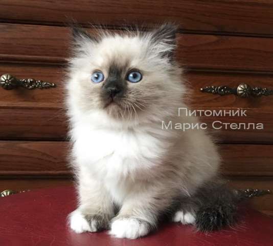 Котята невские маскарадные Котята невские маскарадные