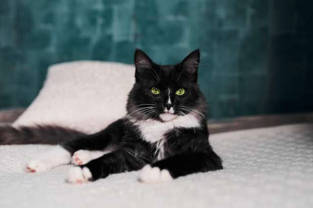 Котёнок Феликс ищет свою семью Котёнок Феликс ищет свою семью