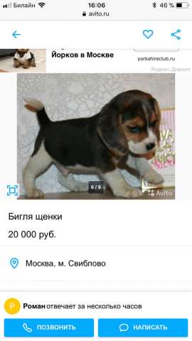 Щенки бигля Щенки бигля