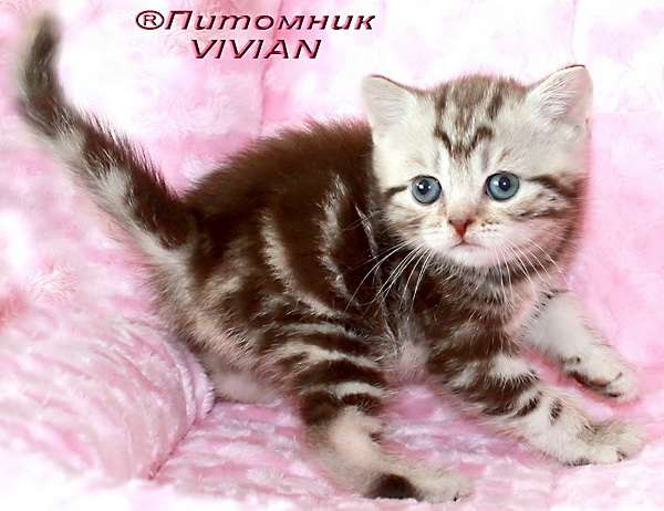 Британские котята шоколадный мрамор на серебре. Британские котята шоколадный мрамор на серебре.