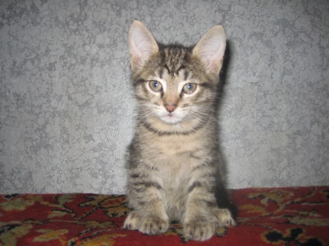 Котенок в Жулебино ищет хозяина Котенок в Жулебино ищет хозяина