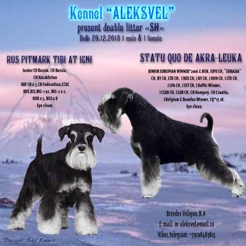 Щенки Цвергшнауцер Щенки Цвергшнауцер