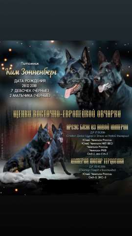 Щенки восточноевропейской овчарки Щенки восточноевропейской овчарки