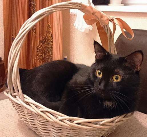 Чёрная кошечка Ариша ищет дом Чёрная кошечка Ариша ищет дом