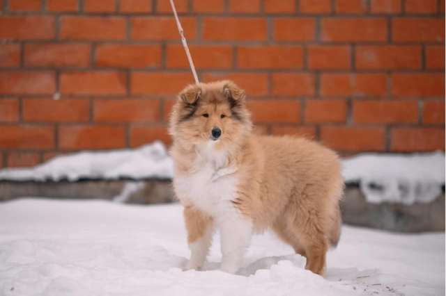 Соболиные щенки колли Соболиные щенки колли