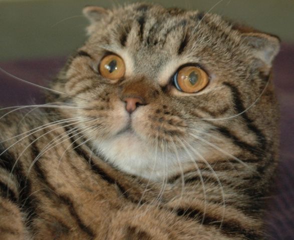 Шотландский вислоухий кот (черный мрамор) Шотландский вислоухий кот (черный мрамор)