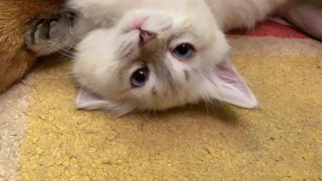 Невские маскарадные котята Невские маскарадные котята