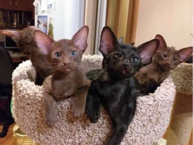 Ориентальные котята Ориентальные котята