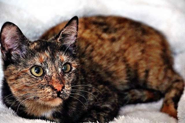 Котенку некуда идти! Срочно нужен дом! Котенку некуда идти! Срочно нужен дом!